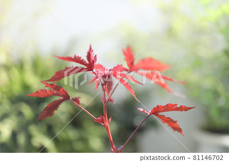 Cranberry hibiscus red leaves closeup 81146702