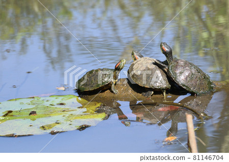 Three red-eared slider turtles Get along with each other in the pond 81146704