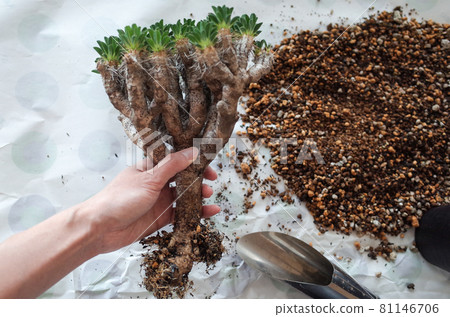 Replanting Girau Miniana 81146706