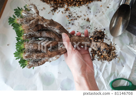 重新種植 Girau Miniana 81146708