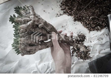 重新種植 Girau Miniana 81146709