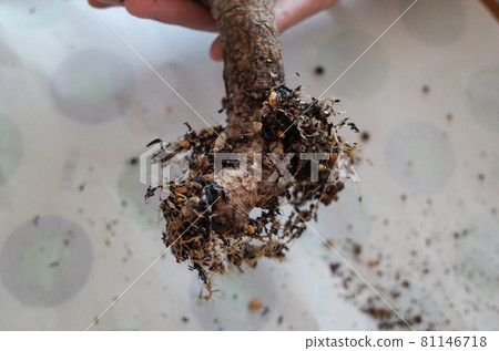 Girau Miniana Root Girau Miniana Root 81146718