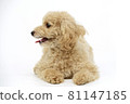Toy poodle facing sideways 81147185