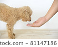 Toy poodle to get food 81147186