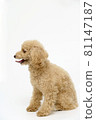 Sisui Toy Poodle 81147187