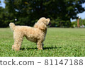 Park's Toy Poodle 81147188