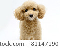 Up toy poodle 81147190