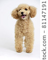 Waiting toy poodle 81147191