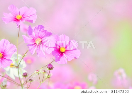 Cosmos Akisakura close-up Cosmos Akisakura close-up 81147203