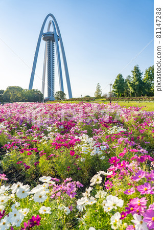 Observation Tower Twin Arch 138 and Cosmos in Kiso Sansen National Government Park, Ichinomiya City, Aichi Prefecture 81147288