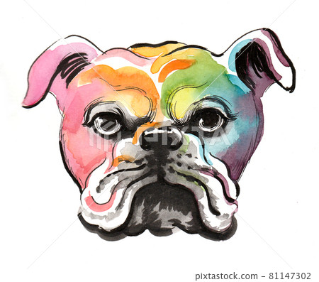 Colorful bull dog head. Ink and watercolor drawing 81147302