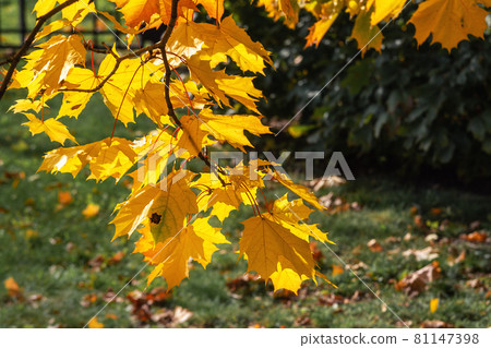 Autumn maple leafs on the maple tree Autumn maple leafs on the maple tree 81147398