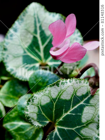 美麗的粉紅色仙客來心形葉子 81148316