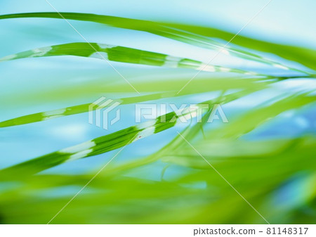 斑駁的潘帕斯草材料的飄動和流動的圖像 81148317