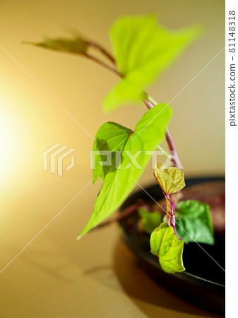 葉影配音心,甘藷鮮綠水培 葉影配音心,甘藷鮮綠水培 81148318