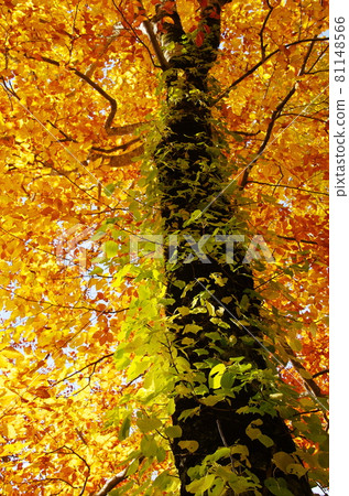 Yellow leaves of poison ivy and beech Yellow leaves of poison ivy and beech 81148566