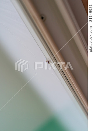 Spider in the house 81149921