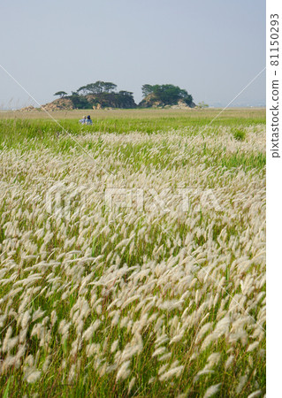 field 81150293