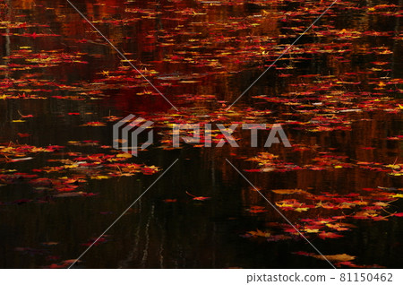 Fallen leaves of the pond 81150462