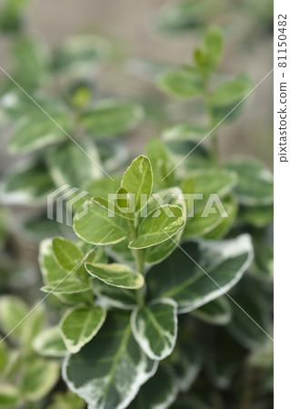 Wintercreeper Emerald Gaiety 81150482
