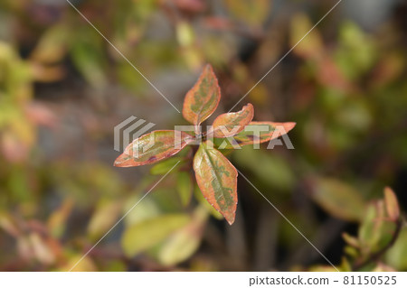 Abelia Kaleidoscope Abelia Kaleidoscope 81150525