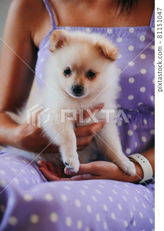 Cute Pomeranian baby spitz on woman's hands 81151047
