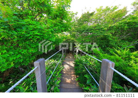 Saraoreum, Jeju Island, Mt. Halla, lake, forest, mountain, hiking, Saraoreum, Jeju Island, Mt. Halla, lake, forest, mountain, hiking, 81151111