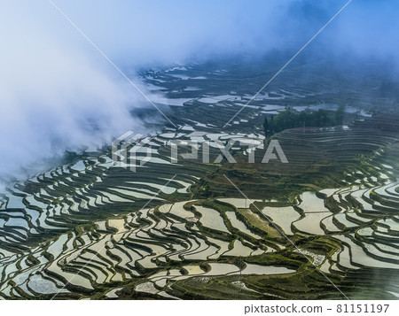 中國雲南元陽 / 中國雲南元陽多益樹 81151197
