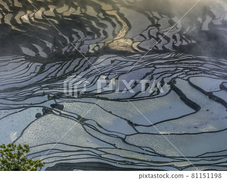 中國雲南元陽 / 中國雲南元陽多益樹 中國雲南元陽 / 中國雲南元陽多益樹 81151198