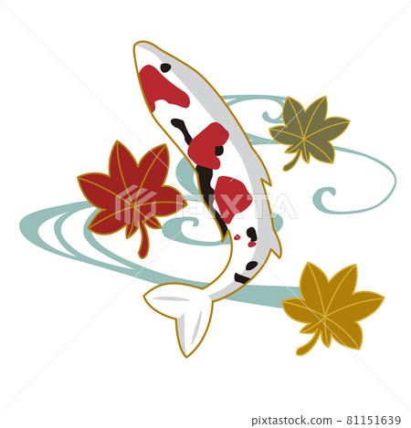 Cut illustration of modern and cute carp and autumn leaves Cut illustration of modern and cute carp and autumn leaves 81151639