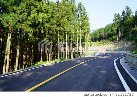 Cypress forest and paved road 81151728
