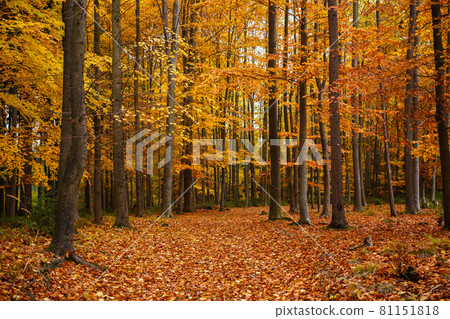 Autumn trees in park Autumn trees in park 81151818