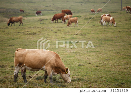 Cows on autumn pasture 81151819