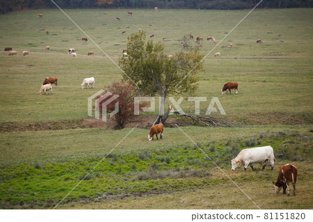 Cows on autumn pasture 81151820