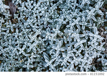 Closeup of frosty grass Closeup of frosty grass 81151892
