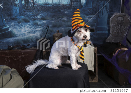 Coton de Tulear in a Halloween night scene Coton de Tulear in a Halloween night scene 81151957