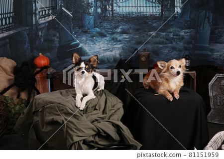 Two Chihuahua in a Halloween night setting Two Chihuahua in a Halloween night setting 81151959