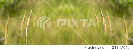 golden field meadow grass. summertime late summer harvest season 81152042