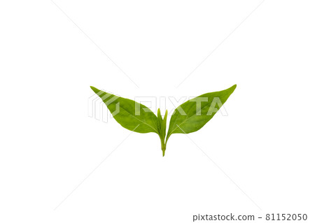 top of Andrographis paniculata isolated on white background top of Andrographis paniculata isolated on white background 81152050