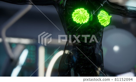 medical scan of Woman Breast 81152094