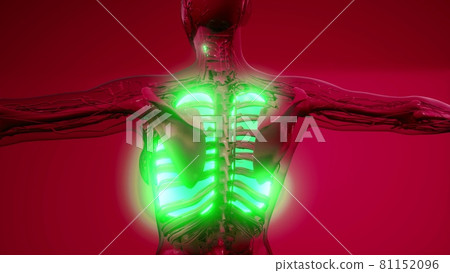science anatomy scan of human lungs 81152096