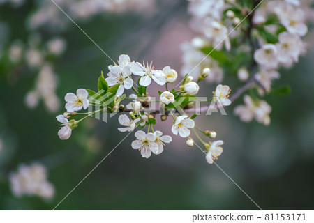 Cherry flowers frame 81153171