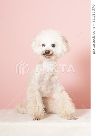Chihuahua sitting with a pink back Chihuahua sitting with a pink back 81153370