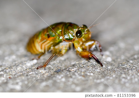 Cicada larva Cicada larva 81153396