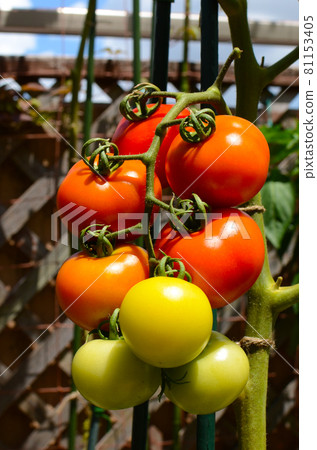 Home garden on the roof balcony Bunched tomatoes Home garden on the roof balcony Bunched tomatoes 81153405