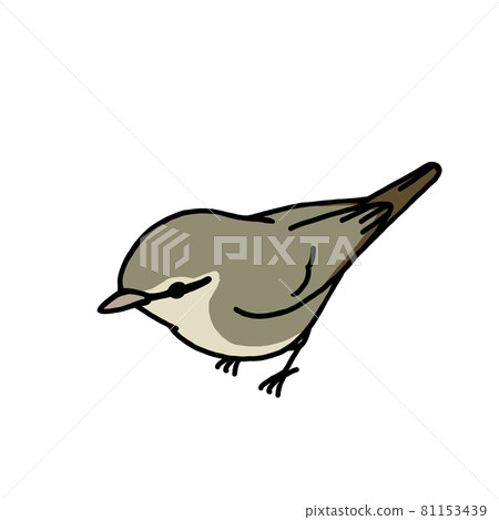 Illustration of a bird warbler (color) Illustration of a bird warbler (color) 81153439