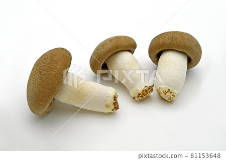 蘑菇（Oguni Shimeji） 81153648