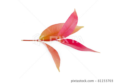 Christina leaves on white background. Christina leaves on white background. 81153703