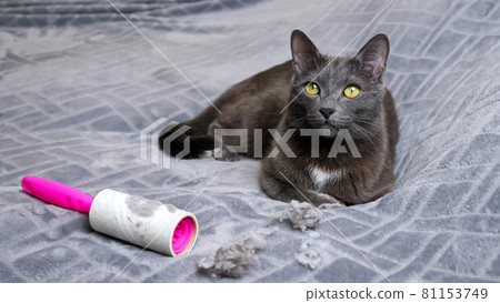 Cat lies near hair crumples and dirty lint removal roller Cat lies near hair crumples and dirty lint removal roller 81153749