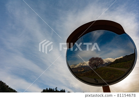 Nohira's cherry blossoms, cherry blossoms in full bloom, curved mirror 81154678